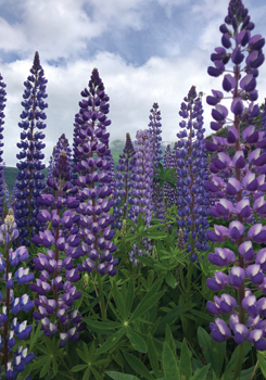 Shades of Violet